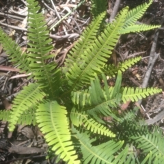 Sticherus lobatus at South East Forest National Park - 10 Mar 2024