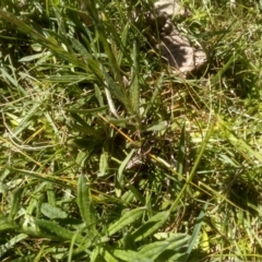 Coronidium monticola (Mountain Button Everlasting) at Nunnock Grassland Walking Track - 10 Mar 2024 by mahargiani