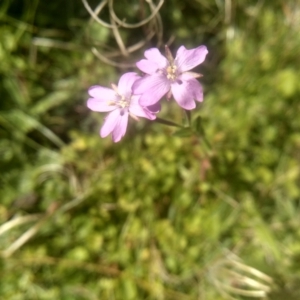 Epilobium billardiereanum subsp. cinereum at South East Forest National Park - 10 Mar 2024