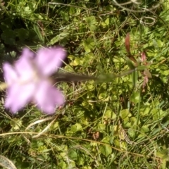 Epilobium billardiereanum subsp. cinereum at South East Forest National Park - 10 Mar 2024
