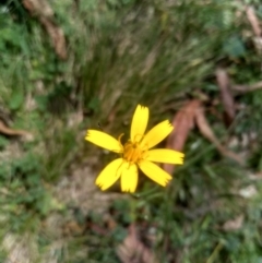 Chondrilla juncea (Skeleton Weed) at Nunnock Grassland Walking Track - 10 Mar 2024 by mahargiani