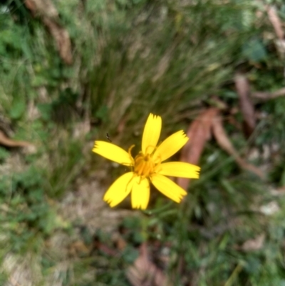 Chondrilla juncea (Skeleton Weed) at Nunnock Grassland Walking Track - 10 Mar 2024 by mahargiani