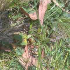 Chondrilla juncea at South East Forest National Park - 10 Mar 2024