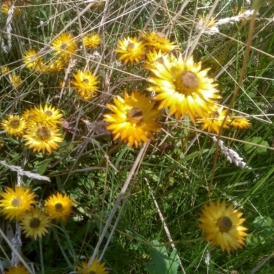 Xerochrysum palustre (Swamp Everlasting) at Glen Allen, NSW - 10 Mar 2024 by mahargiani