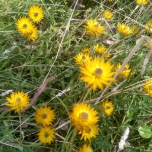 Xerochrysum palustre at Nunnock Swamp - 10 Mar 2024