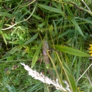 Xerochrysum palustre at Nunnock Swamp - 10 Mar 2024