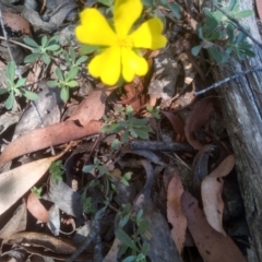 Hibbertia obtusifolia (Grey Guinea-flower) at Glen Allen, NSW - 10 Mar 2024 by mahargiani