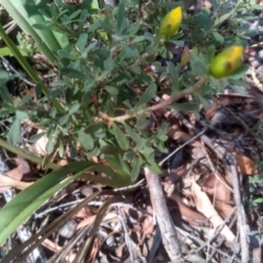 Hibbertia obtusifolia at Nunnock Swamp - 10 Mar 2024