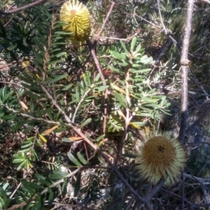 Banksia marginata at Nunnock Swamp - 10 Mar 2024 01:49 PM