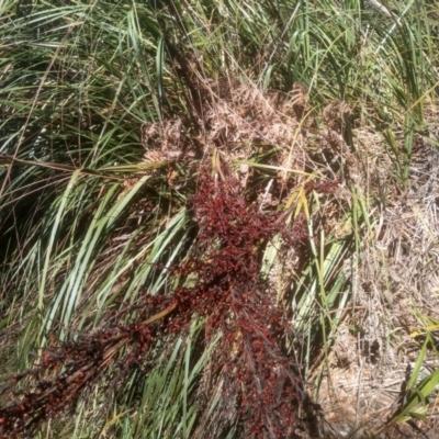 Gahnia sieberiana (Red-fruit Saw-sedge) at Nunnock Swamp - 10 Mar 2024 by mahargiani