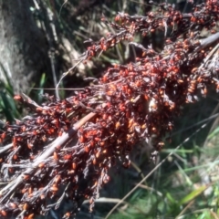 Gahnia sieberiana at Nunnock Swamp - suppressed