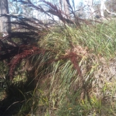 Gahnia sieberiana at Nunnock Swamp - suppressed