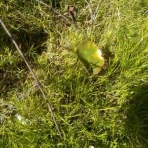 Nymphoides sp. at Nunnock Swamp - 10 Mar 2024