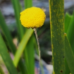 Leptorhynchos squamatus (Scaly Buttons) at Glen Allen, NSW - 10 Mar 2024 by mahargiani