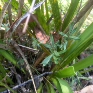 Leptorhynchos squamatus at South East Forest National Park - 10 Mar 2024 02:16 PM