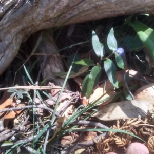 Drymophila cyanocarpa at Nunnock Swamp - 10 Mar 2024