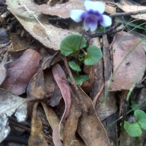 Viola hederacea at Nunnock Swamp - 10 Mar 2024