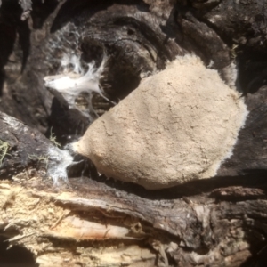 Fuligo septica at Nunnock Swamp - 10 Mar 2024