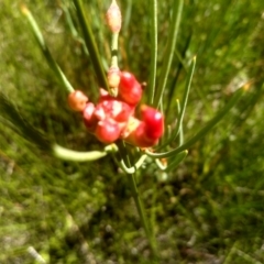 Hakea microcarpa (Small-fruit Hakea) at South East Forest National Park - 10 Mar 2024 by mahargiani