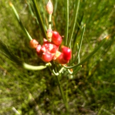 Hakea microcarpa (Small-fruit Hakea) at South East Forest National Park - 10 Mar 2024 by mahargiani