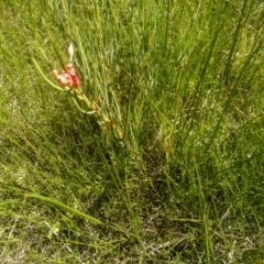 Hakea microcarpa at Nunnock Swamp - 10 Mar 2024