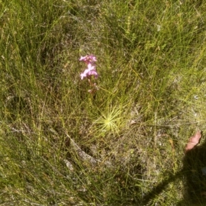 Stylidium graminifolium at Nunnock Swamp - 10 Mar 2024