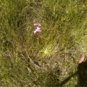 Stylidium graminifolium at Nunnock Swamp - 10 Mar 2024 02:36 PM