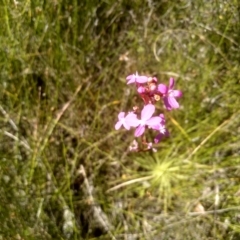 Stylidium graminifolium at Nunnock Swamp - 10 Mar 2024 02:36 PM