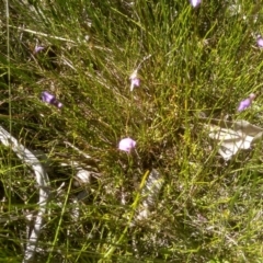 Utricularia dichotoma (Fairy Aprons, Purple Bladderwort) at Glen Allen, NSW - 10 Mar 2024 by mahargiani