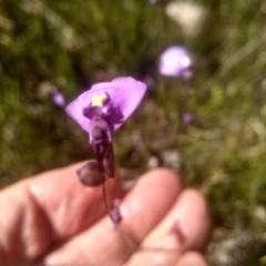 Utricularia dichotoma at Nunnock Swamp - 10 Mar 2024