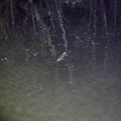 Ornithorhynchus anatinus (Platypus) at Upper Kangaroo River, NSW - 10 Mar 2024 by AaronClausen