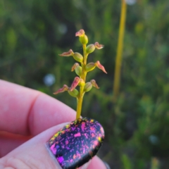 Corunastylis sp. at Morton National Park - 10 Mar 2024