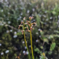 Corunastylis sp. at Morton National Park - suppressed
