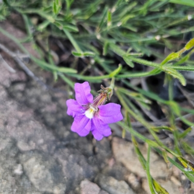 Scaevola ramosissima (Hairy Fan-flower) at Morton National Park - 10 Mar 2024 by Csteele4