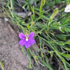 Scaevola ramosissima at Morton National Park - 10 Mar 2024 06:50 PM