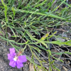 Scaevola ramosissima at Morton National Park - 10 Mar 2024 06:50 PM