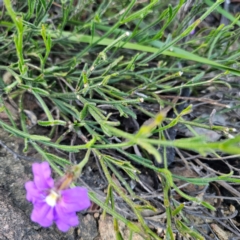 Scaevola ramosissima at Morton National Park - 10 Mar 2024