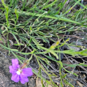 Scaevola ramosissima at Morton National Park - 10 Mar 2024