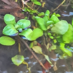 Veronica anagallis-aquatica (Blue Water Speedwell) at Namadgi National Park - 9 Mar 2024 by WalkYonder