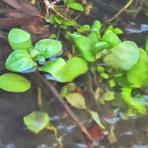 Veronica anagallis-aquatica at Namadgi National Park - 9 Mar 2024 04:33 PM