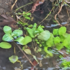 Veronica anagallis-aquatica at Namadgi National Park - 9 Mar 2024 04:33 PM