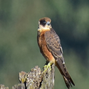 Falco longipennis at Shepparton, VIC - 4 Apr 2018