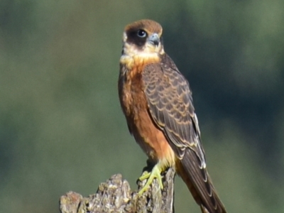 Falco longipennis (Australian Hobby) at Shepparton, VIC - 4 Apr 2018 by Petesteamer