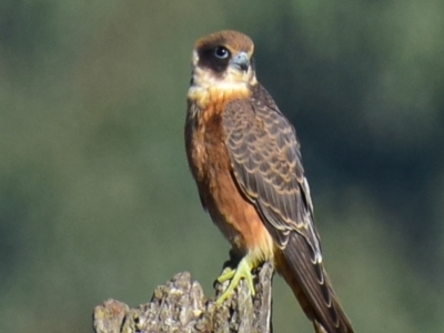 Falco longipennis (Australian Hobby) at Shepparton, VIC - 3 Apr 2018 by Petesteamer