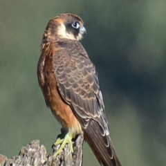 Falco longipennis at Shepparton, VIC - 4 Apr 2018 08:45 AM