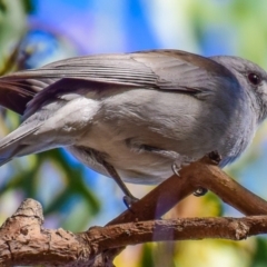 Colluricincla harmonica at Lower Goulburn National Park - 4 Apr 2018 09:39 AM