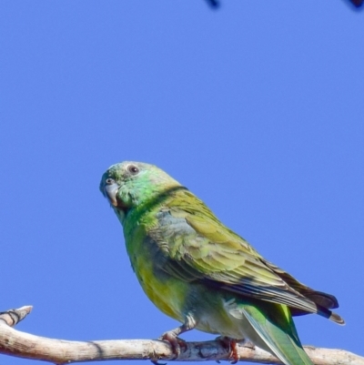 Psephotus haematonotus (Red-rumped Parrot) at Lower Goulburn National Park - 4 Apr 2018 by Petesteamer