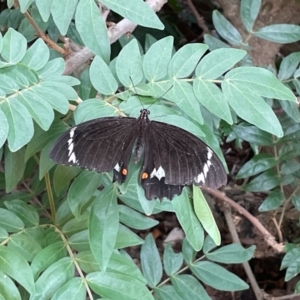 Papilio aegeus at Toowoomba City, QLD - 11 Mar 2024 09:56 AM
