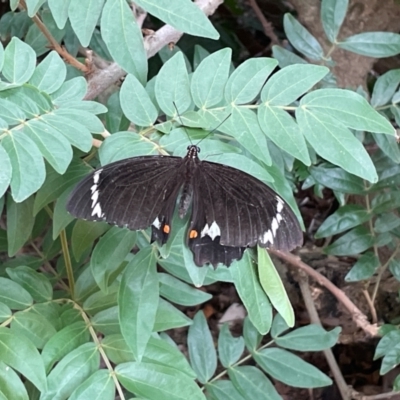 Unidentified Butterfly (Lepidoptera, Rhopalocera) at Toowoomba City, QLD - 10 Mar 2024 by jameswilson