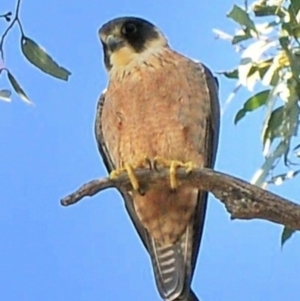 Falco longipennis at Waggarandall, VIC - 8 Oct 2011